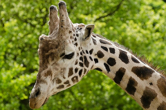 KENIA